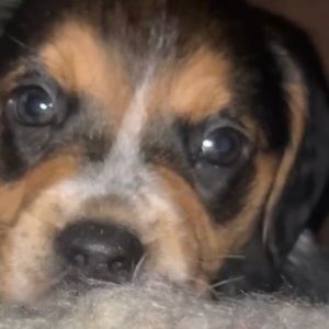 Meet your Posher, Charles